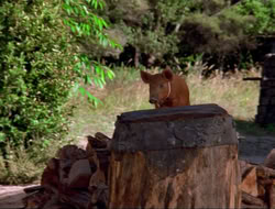 extant_HTLJ_4x16-Porkules_3869