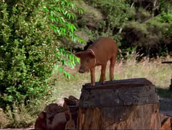 extant_HTLJ_4x16-Porkules_3872