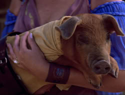 extant_HTLJ_4x16-Porkules_3915