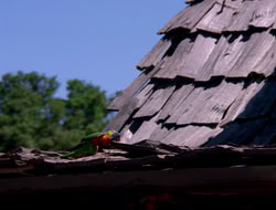 extant_HTLJ_4x16-Porkules_3966