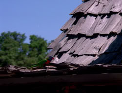 extant_HTLJ_4x16-Porkules_3967