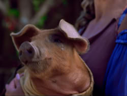 extant_HTLJ_4x16-Porkules_3984