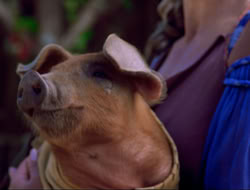 extant_HTLJ_4x16-Porkules_3985