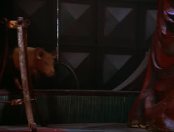 extant_HTLJ_4x16-Porkules_4313