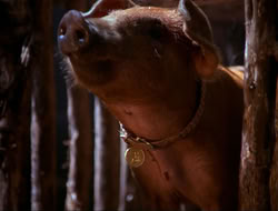 extant_HTLJ_4x16-Porkules_4515