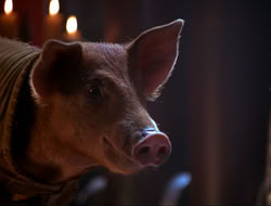 extant_HTLJ_4x16-Porkules_4517
