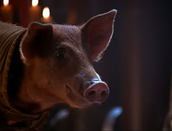 extant_HTLJ_4x16-Porkules_4518