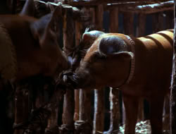 extant_HTLJ_4x16-Porkules_4519