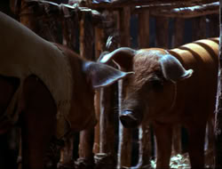extant_HTLJ_4x16-Porkules_4520