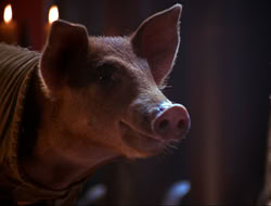 extant_HTLJ_4x16-Porkules_4522