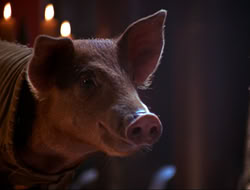 extant_HTLJ_4x16-Porkules_4524