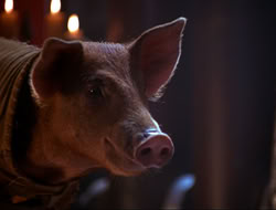 extant_HTLJ_4x16-Porkules_4528