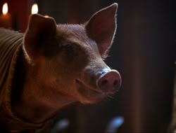 extant_HTLJ_4x16-Porkules_4534