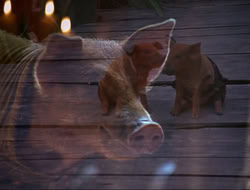 extant_HTLJ_4x16-Porkules_4538