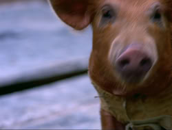 extant_HTLJ_4x16-Porkules_4587