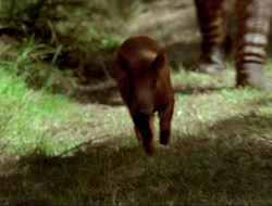extant_HTLJ_4x17-OneFowlDay_1266