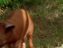 extant_HTLJ_4x17-OneFowlDay_1288