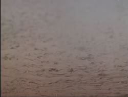 extant_HTLJ_4x17-OneFowlDay_1503