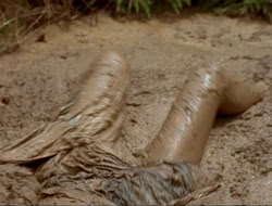 extant_HTLJ_4x17-OneFowlDay_1560