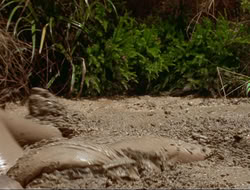 extant_HTLJ_4x17-OneFowlDay_1618