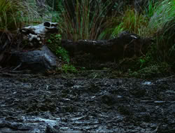 extant_HTLJ_4x17-OneFowlDay_1869