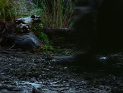 extant_HTLJ_4x17-OneFowlDay_1870