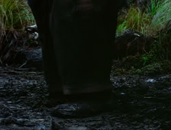 extant_HTLJ_4x17-OneFowlDay_1872