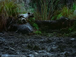 extant_HTLJ_4x17-OneFowlDay_1886