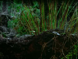 extant_HTLJ_4x17-OneFowlDay_1887