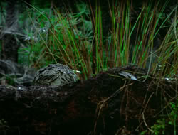 extant_HTLJ_4x17-OneFowlDay_1888