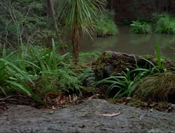 extant_HTLJ_4x17-OneFowlDay_2471