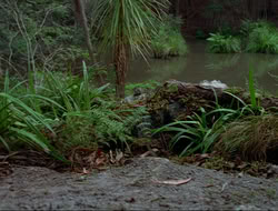 extant_HTLJ_4x17-OneFowlDay_2472