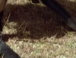 extant_HTLJ_4x17-OneFowlDay_2672