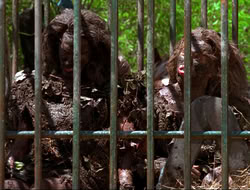 extant_HTLJ_4x17-OneFowlDay_3304