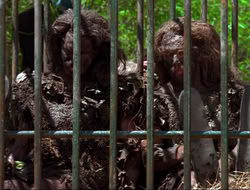 extant_HTLJ_4x17-OneFowlDay_3323