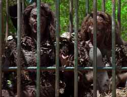 extant_HTLJ_4x17-OneFowlDay_3325