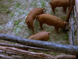 extant_HTLJ_4x17-OneFowlDay_4885