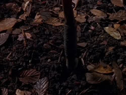 extant_XenaWarriorPrincess_1x01-SinsOfThePast_00337