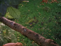 extant_XenaWarriorPrincess_1x01-SinsOfThePast_01732