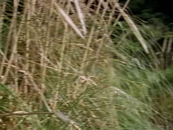extant_XenaWarriorPrincess_1x02-ChariotsOfWar_03171