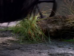 extant_XenaWarriorPrincess_1x02-ChariotsOfWar_03444