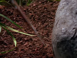 extant_XenaWarriorPrincess_1x03_Dreamworker_00183