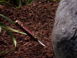 extant_XenaWarriorPrincess_1x03_Dreamworker_00184