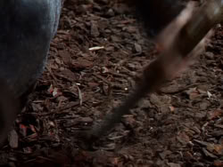 extant_XenaWarriorPrincess_1x03_Dreamworker_00318