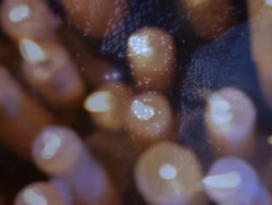 extant_XenaWarriorPrincess_1x03_Dreamworker_01402