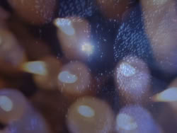 extant_XenaWarriorPrincess_1x03_Dreamworker_01403