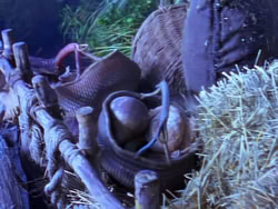 extant_XenaWarriorPrincess_1x03_Dreamworker_02283
