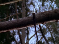 extant_XenaWarriorPrincess_1x04_CradleOfHope_00700