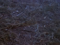 extant_XenaWarriorPrincess_1x04_CradleOfHope_02973