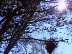 extant_XenaWarriorPrincess_1x05_ThePathNotTaken_00004